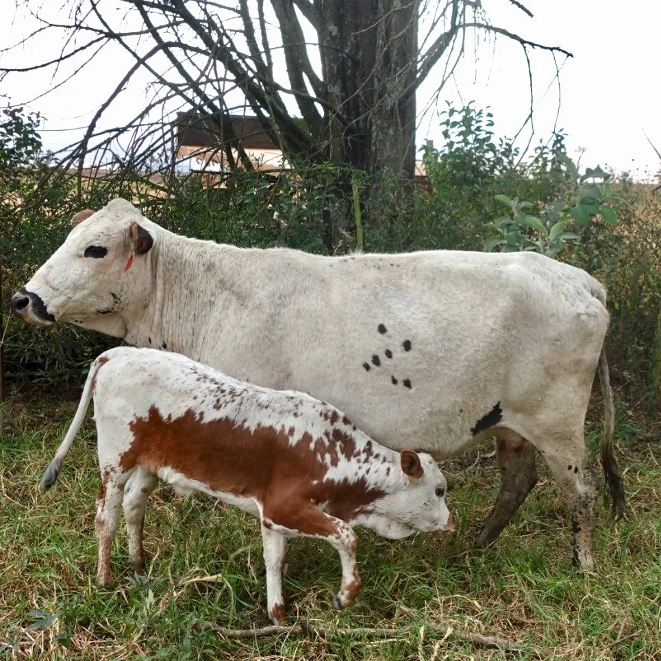 Nguni cow, calf, and heifer walking together