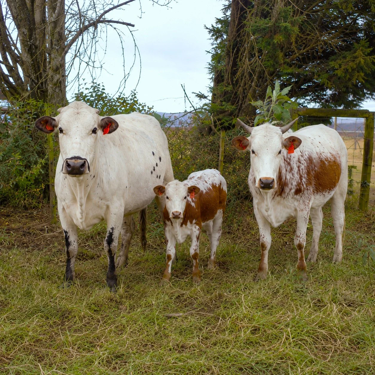 Nguni cow, calf, and heifer facing the camera