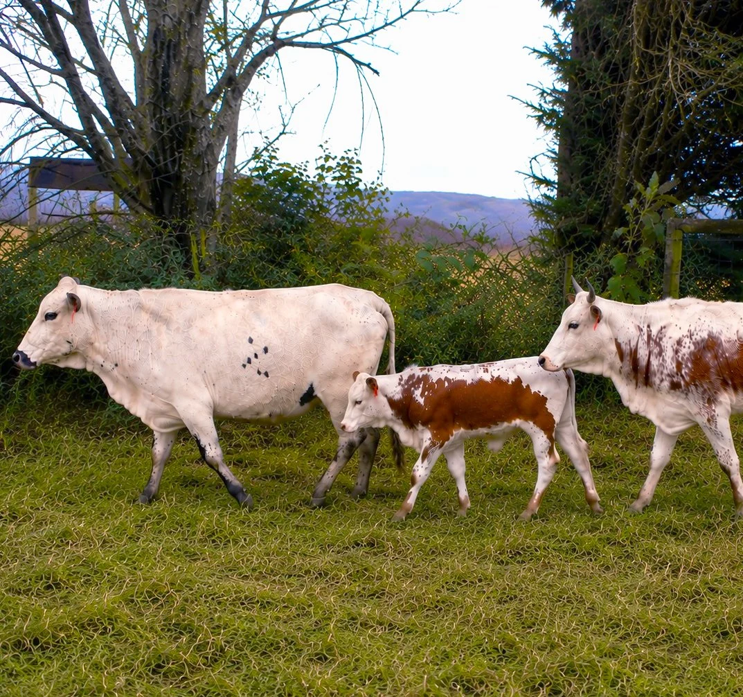 Nguni cow with calf and a second Nguni heifer