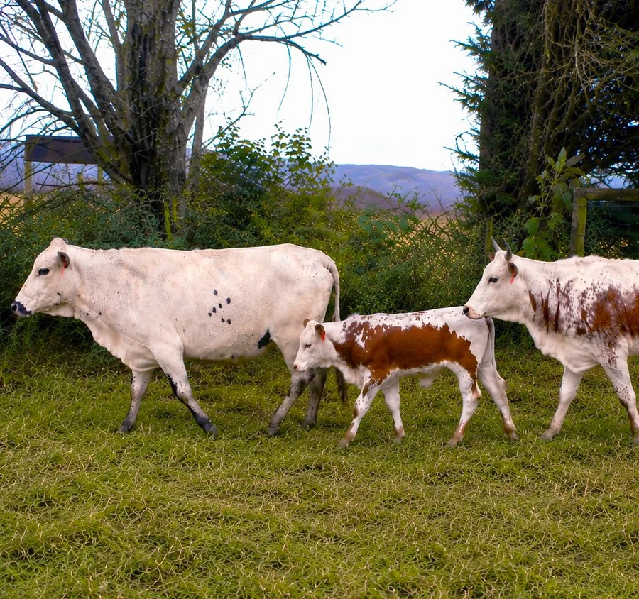 Nguni cow with calf and a second Nguni heifer